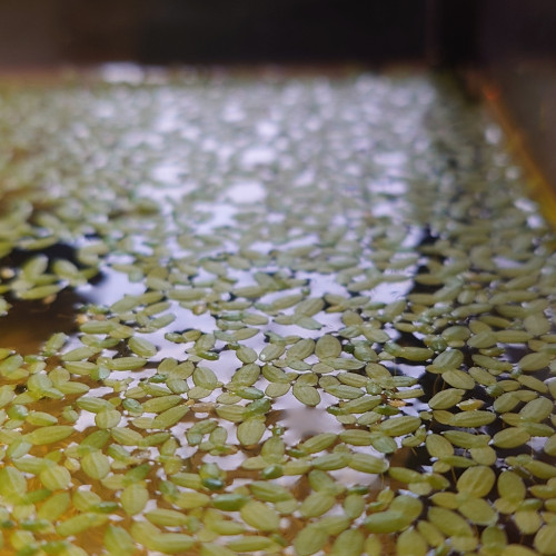 Lemna minor (lentille d'eau)