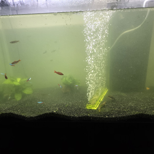 Don lot 10 poissons d'aquarium eau douce chaude
