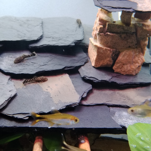 Donne Ancistrus juvéniles