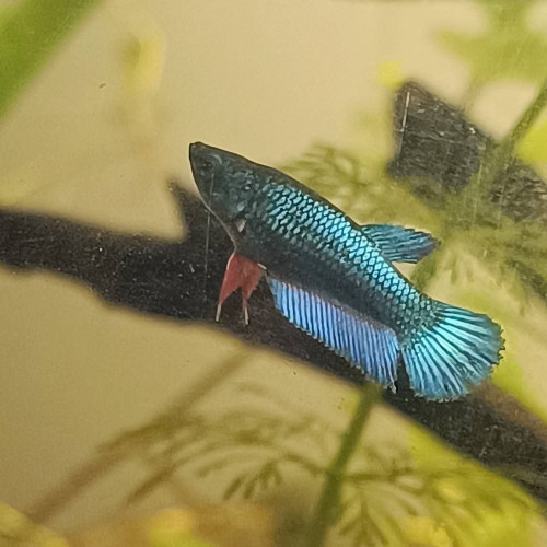Alphabet - betta splendens