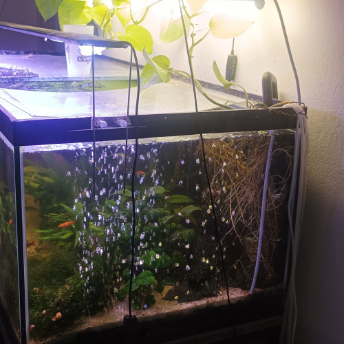 Aquarium complet