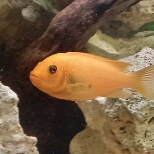 Divers espèces de poissons