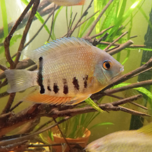 Divers espèces de poissons