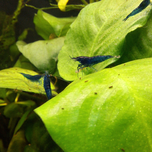 Neocaradina Blue Velvet