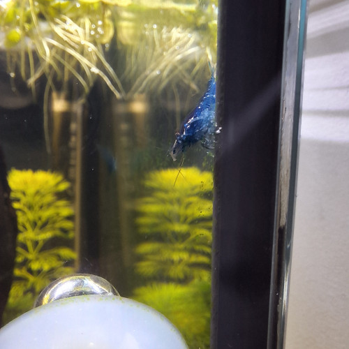 Neocaradina Blue Velvet