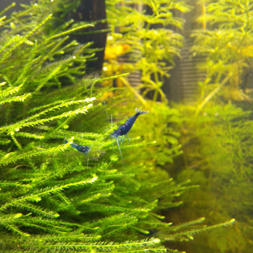 Neocaradina Blue Velvet