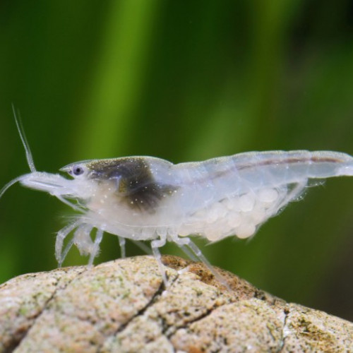 Recherche un don de crevette