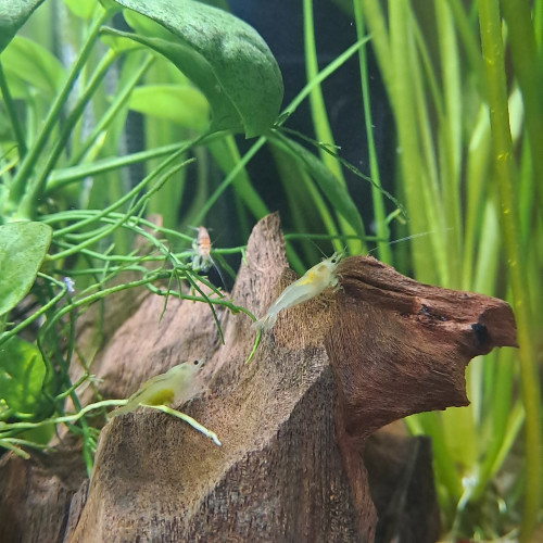 Crevettes d'eau douce déclassées