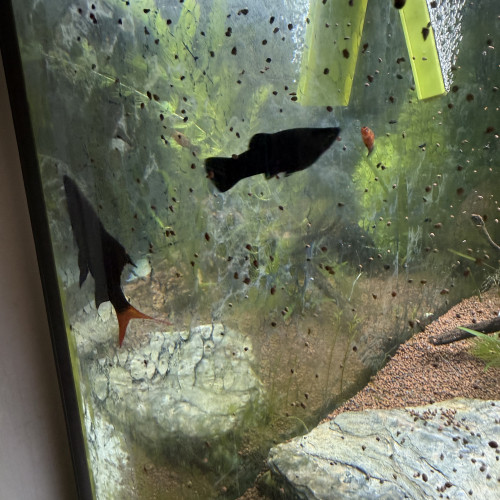 Vente de 2 Labéos Bicolores