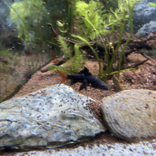 Vente de 2 Labéos Bicolores