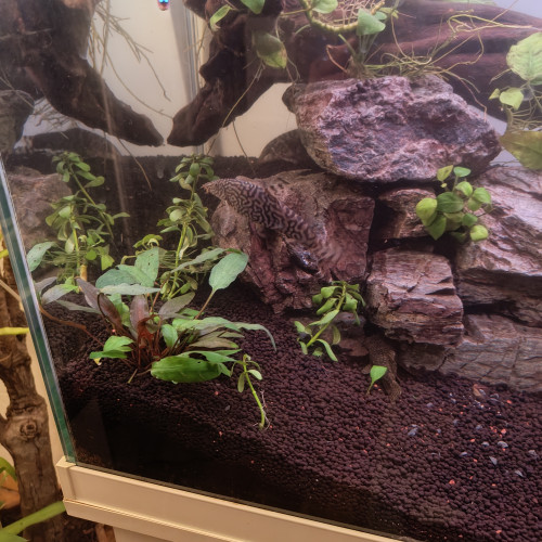 Cherche a placer en URGENCE 2 loches et un Ancistrus, adulte.