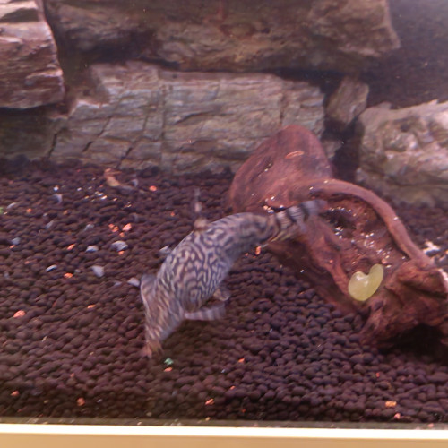 Cherche a placer en URGENCE 2 loches et un Ancistrus, adulte.