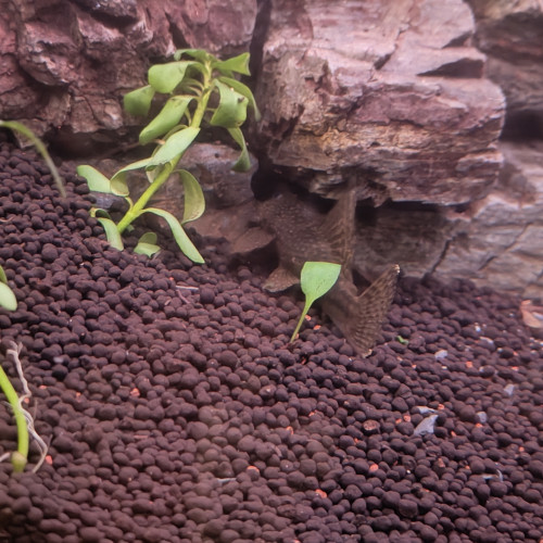 Cherche a placer en URGENCE 2 loches et un Ancistrus, adulte.