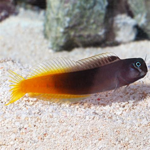 Vente contenu aquarium récifal – arrêt de bac