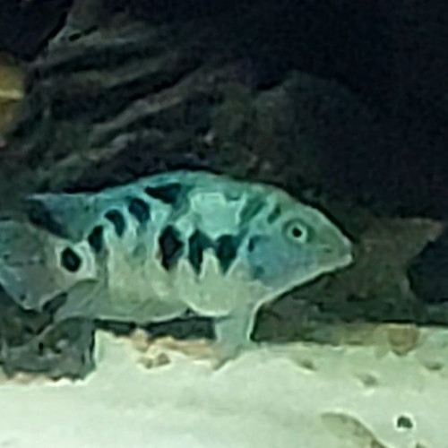 vend jeunes nigrofaciatum bleus