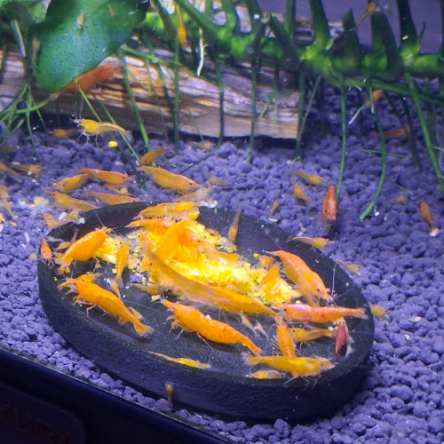 Crevette orange fire