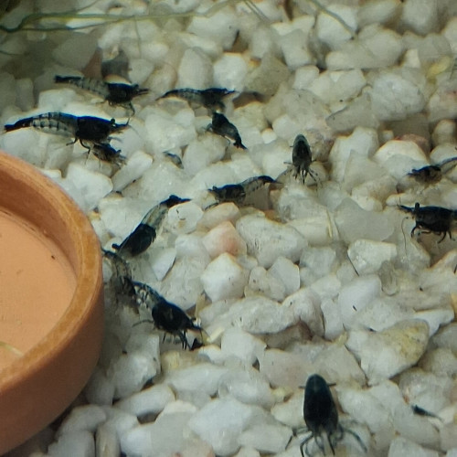 CREVETTE RILI CARBONE BLACK