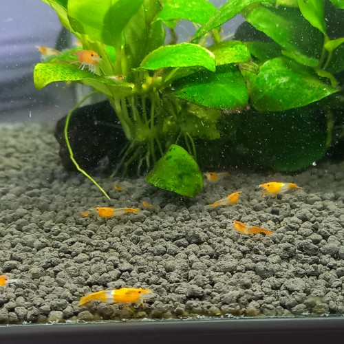 Crevette rili orange