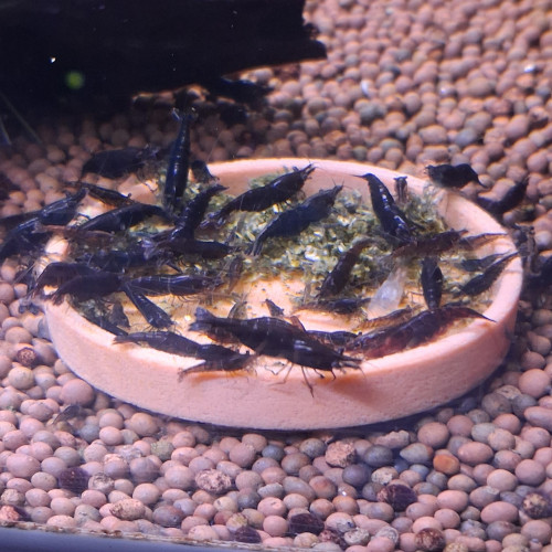 CREVETTE BLACK SAKURA