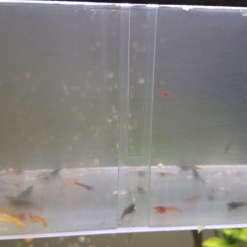 CREVETTE NEOCARIDINA DÉCLASSÉ TOUT VENANT ET COULEUR ET TAILLE