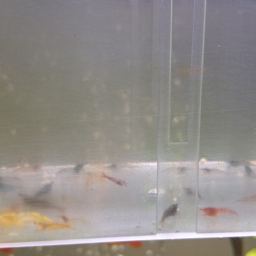 CREVETTE NEOCARIDINA DÉCLASSÉ TOUT VENANT ET COULEUR ET TAILLE