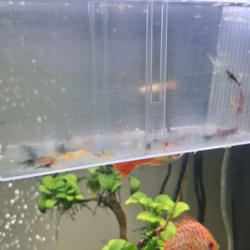 CREVETTE NEOCARIDINA DÉCLASSÉ TOUT VENANT ET COULEUR ET TAILLE