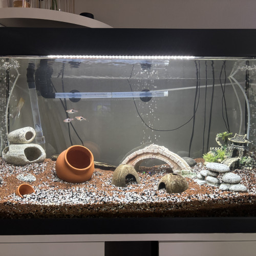 Ensemble complet Aquarium EHEIM 126L + Meuble