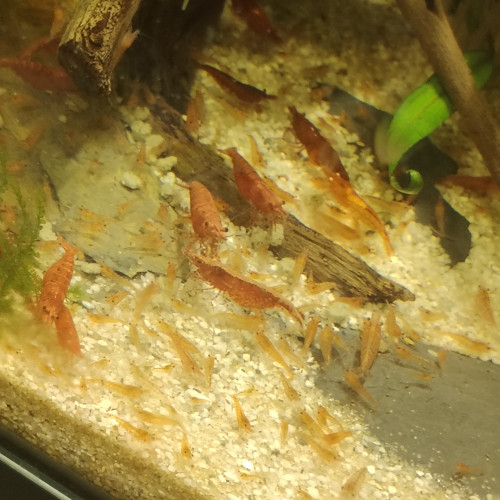 Neocaridina red cherry possible porteuses du gène OE