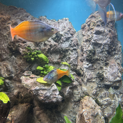 melanotaenia boesemani