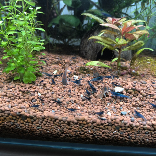 Crevettes neocaridina bleu velvet