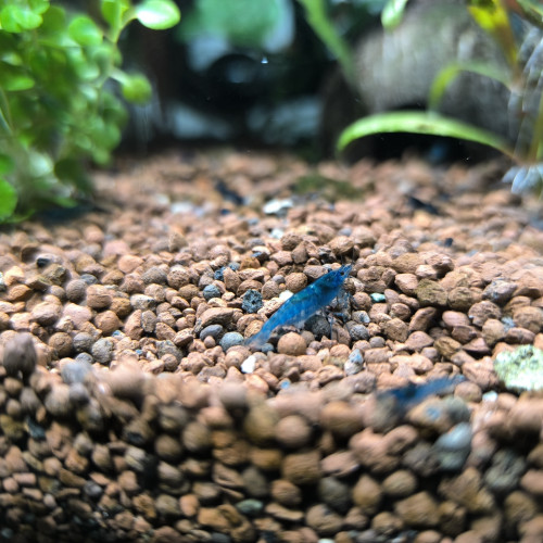 Crevettes neocaridina bleu velvet