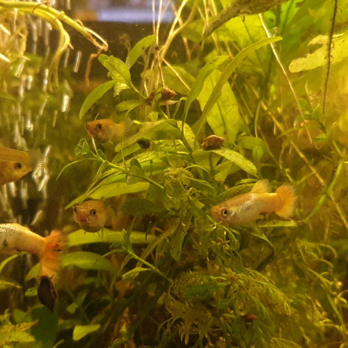 Guppys