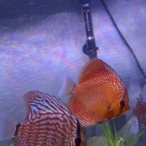 Échange discus à discus