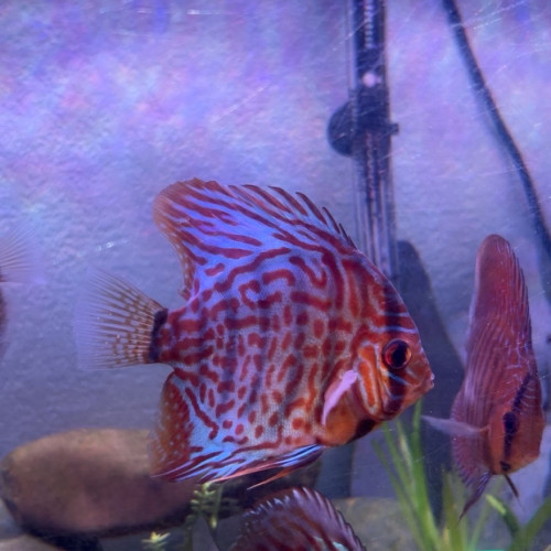 Échange discus à discus