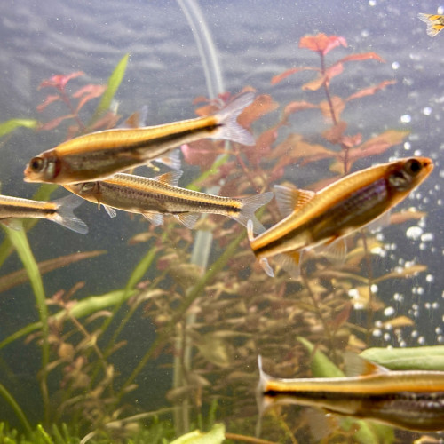 Cyprins arc-en-ciel – Notropis chrosomus – lot de 8