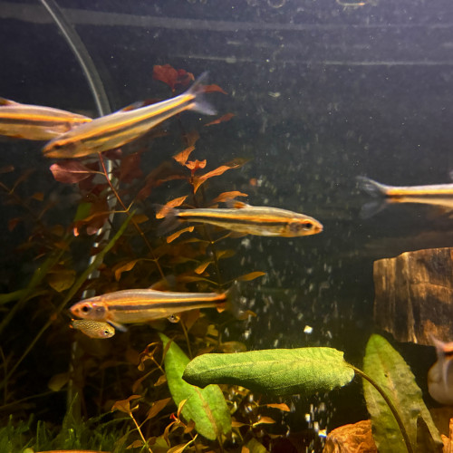 Cyprins arc-en-ciel – Notropis chrosomus – lot de 8