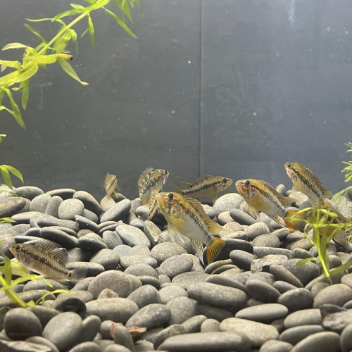 Jeune apistogramma Macmasteri