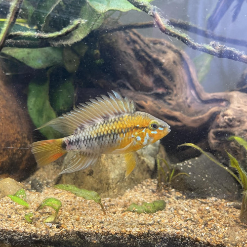 Jeune apistogramma Macmasteri
