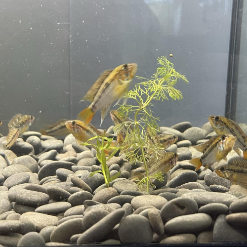 Jeune apistogramma Macmasteri