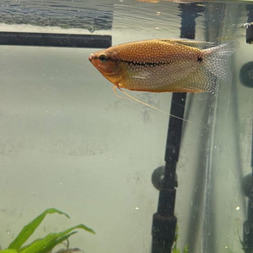 Gourami perlé