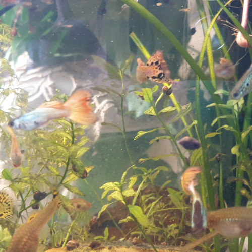 Guppys