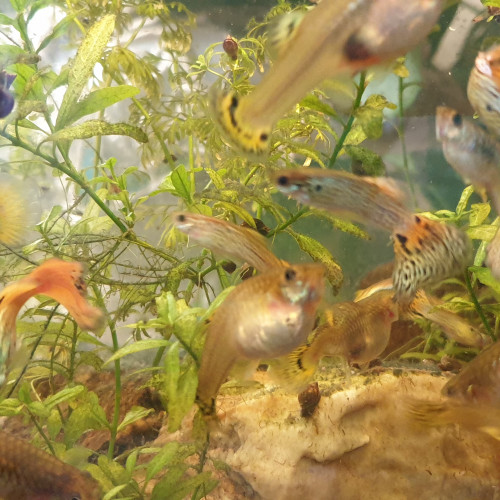 Guppys
