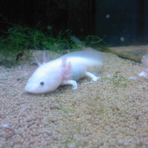 Axolotl