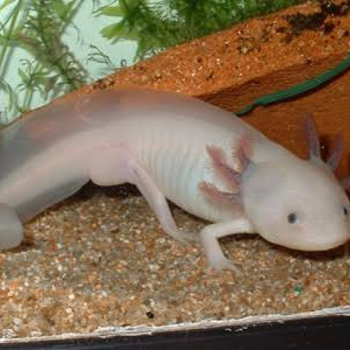 Axolotl