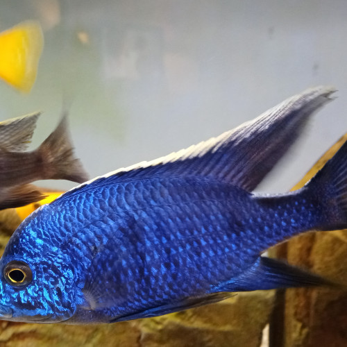 Donne 2 mâles copadichromis azuréus Mbenj MALAWI