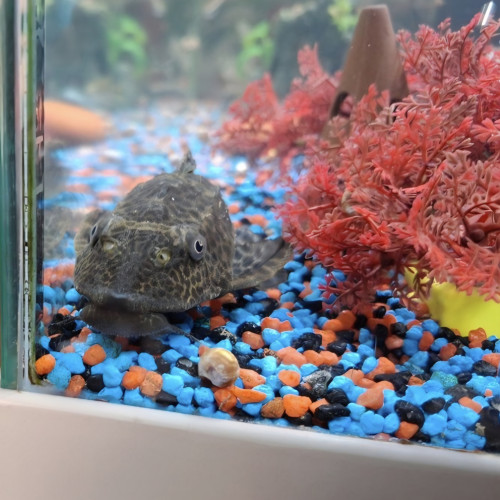 Échange pleco environ 12cm contre guppys idéalement faire offre