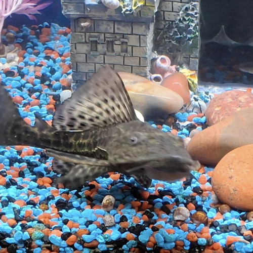 Échange pleco environ 12cm contre guppys idéalement faire offre