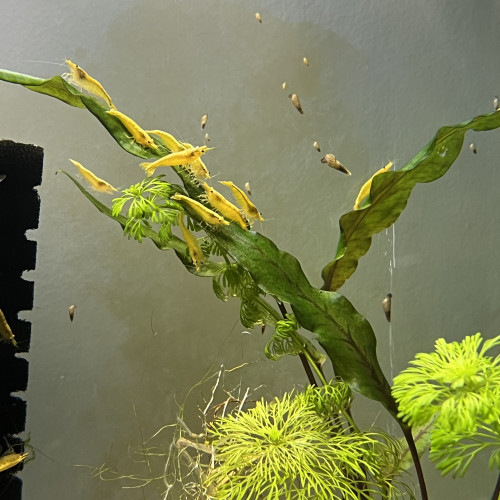 Neocaridina yellow neon