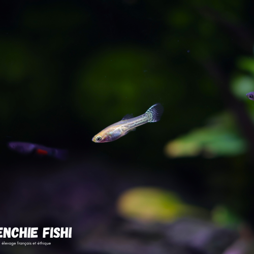 Jeunes guppy endler (Poecilia Wingei)