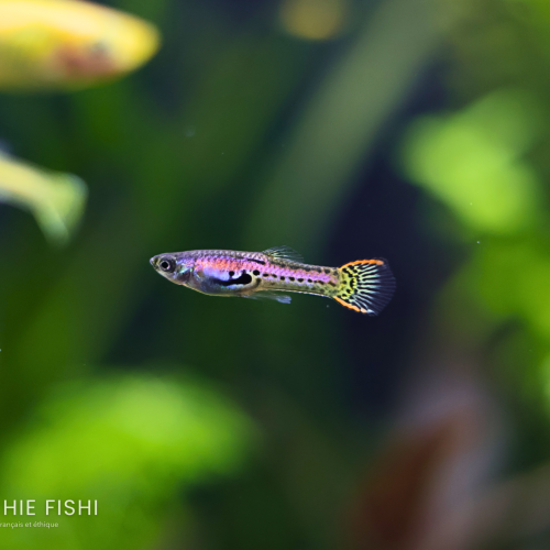 Jeunes guppy endler (Poecilia Wingei)